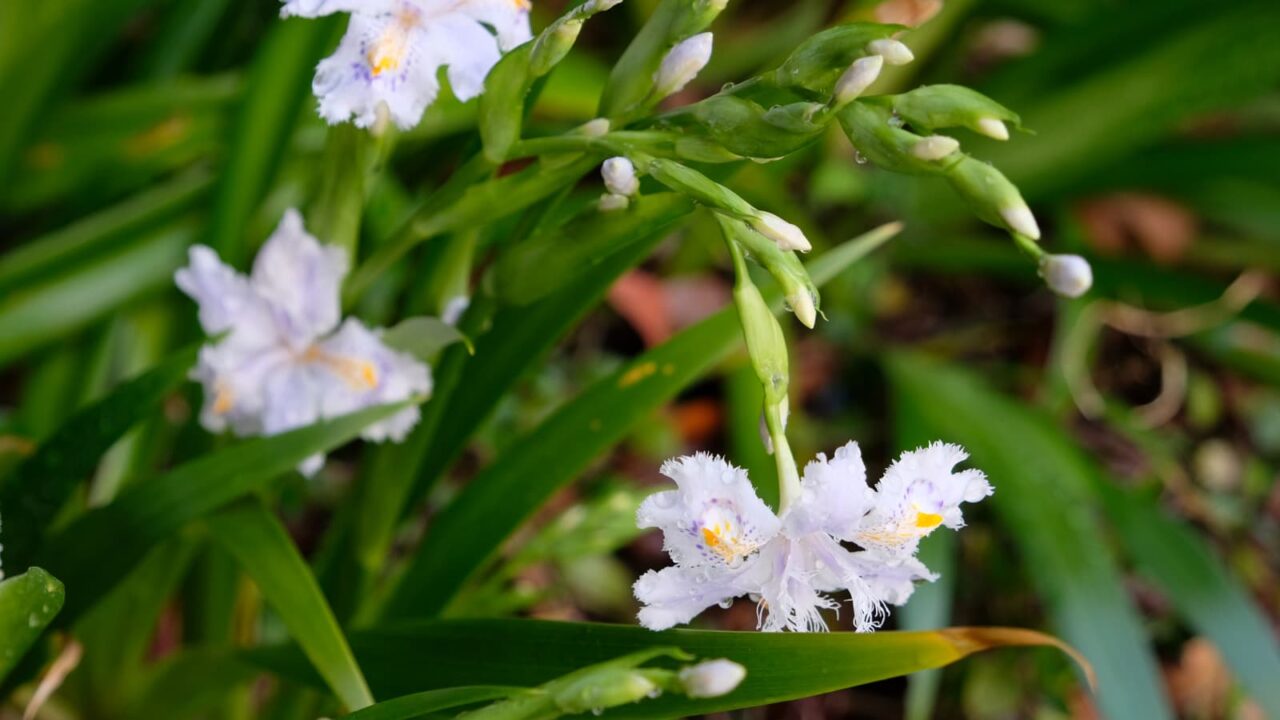 シャガの一群201904-4