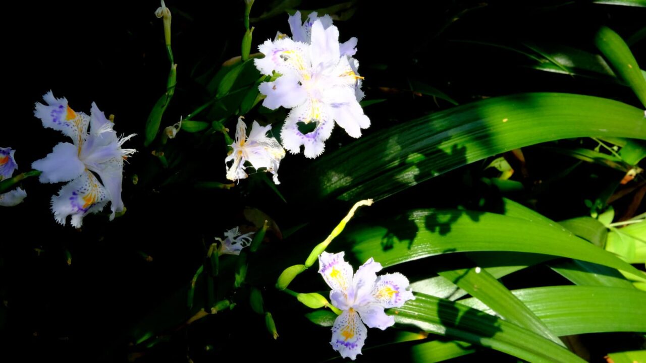 シャガの一群201904-5