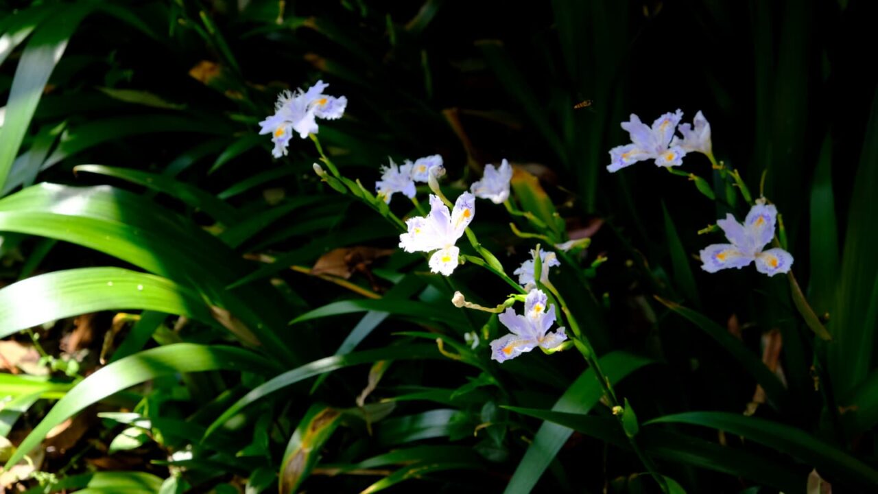 シャガの一群201904-6