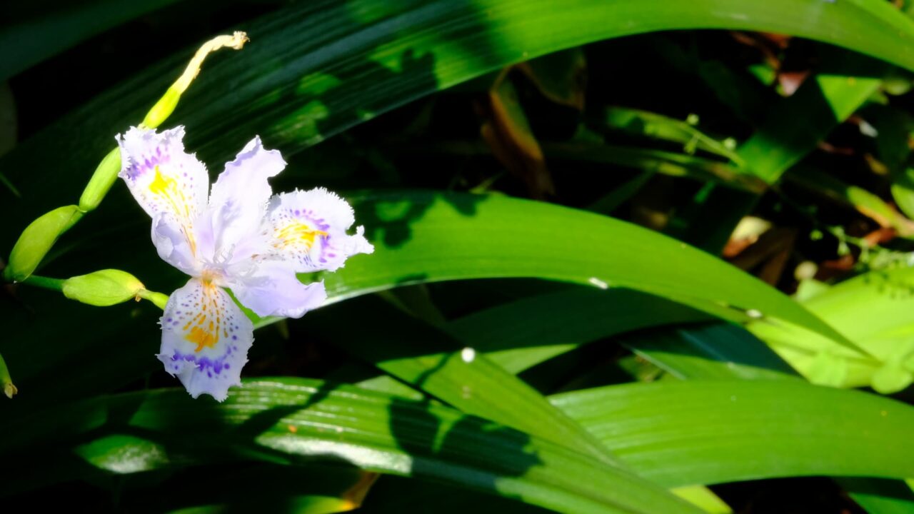 シャガ開花201904-7