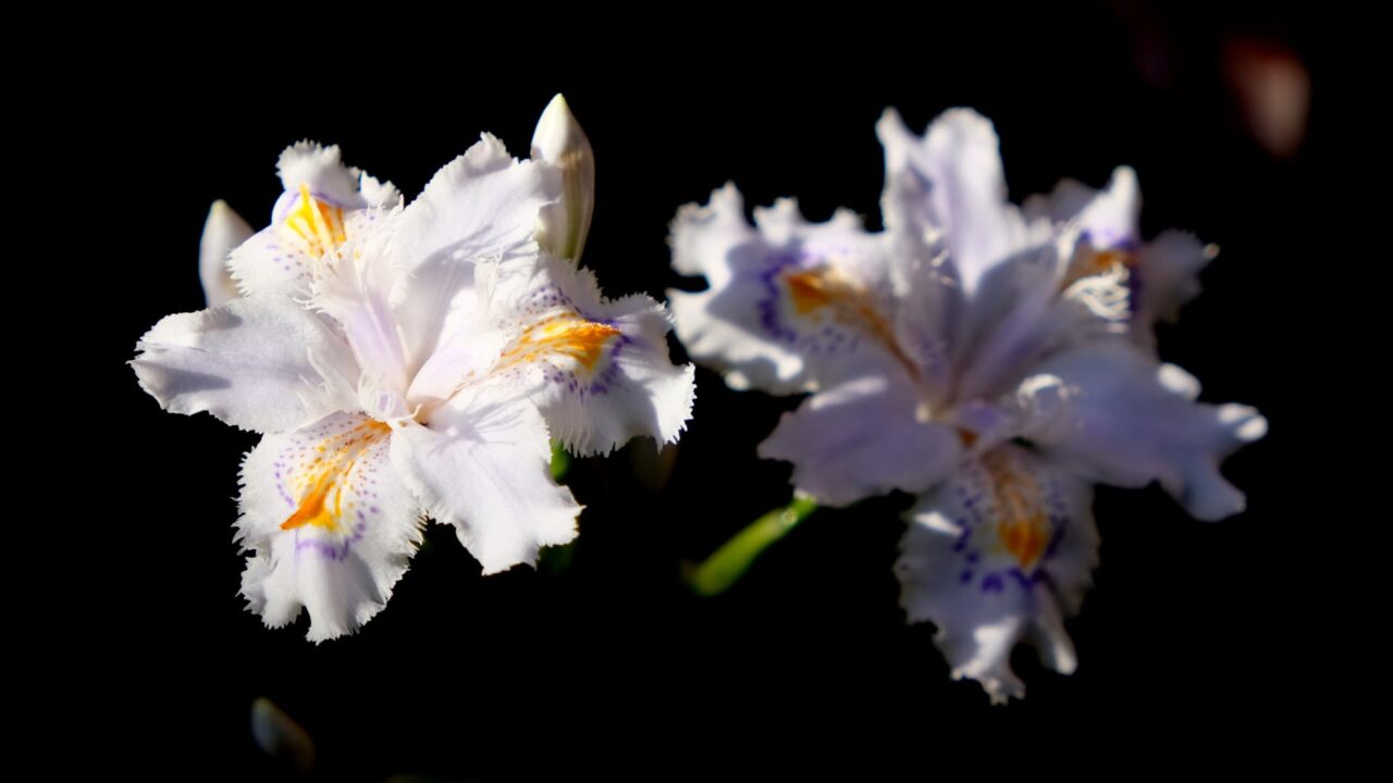 光と影のシャガの花2つ201904-8