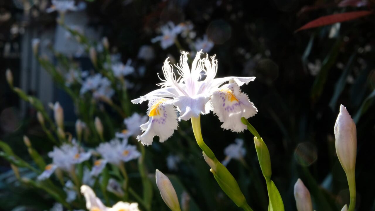 スポットライトを浴びるシャガの花201904-9