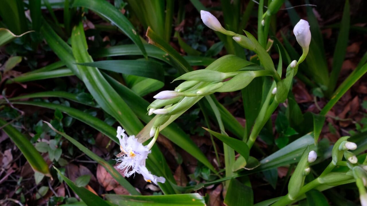 シャガ開花20190405-2
