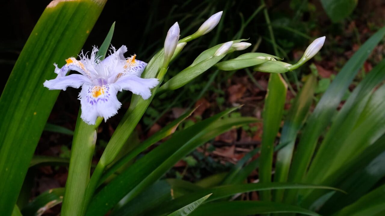 シャガ開花20190405-3