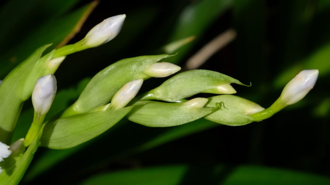 しっかりしたシャガの花芽20190405-5