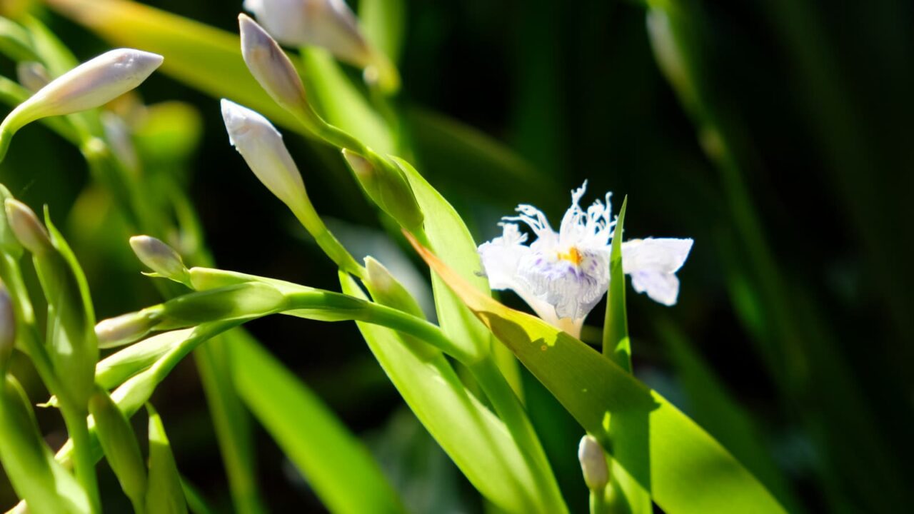 朝光の中のシャガ20190406-2