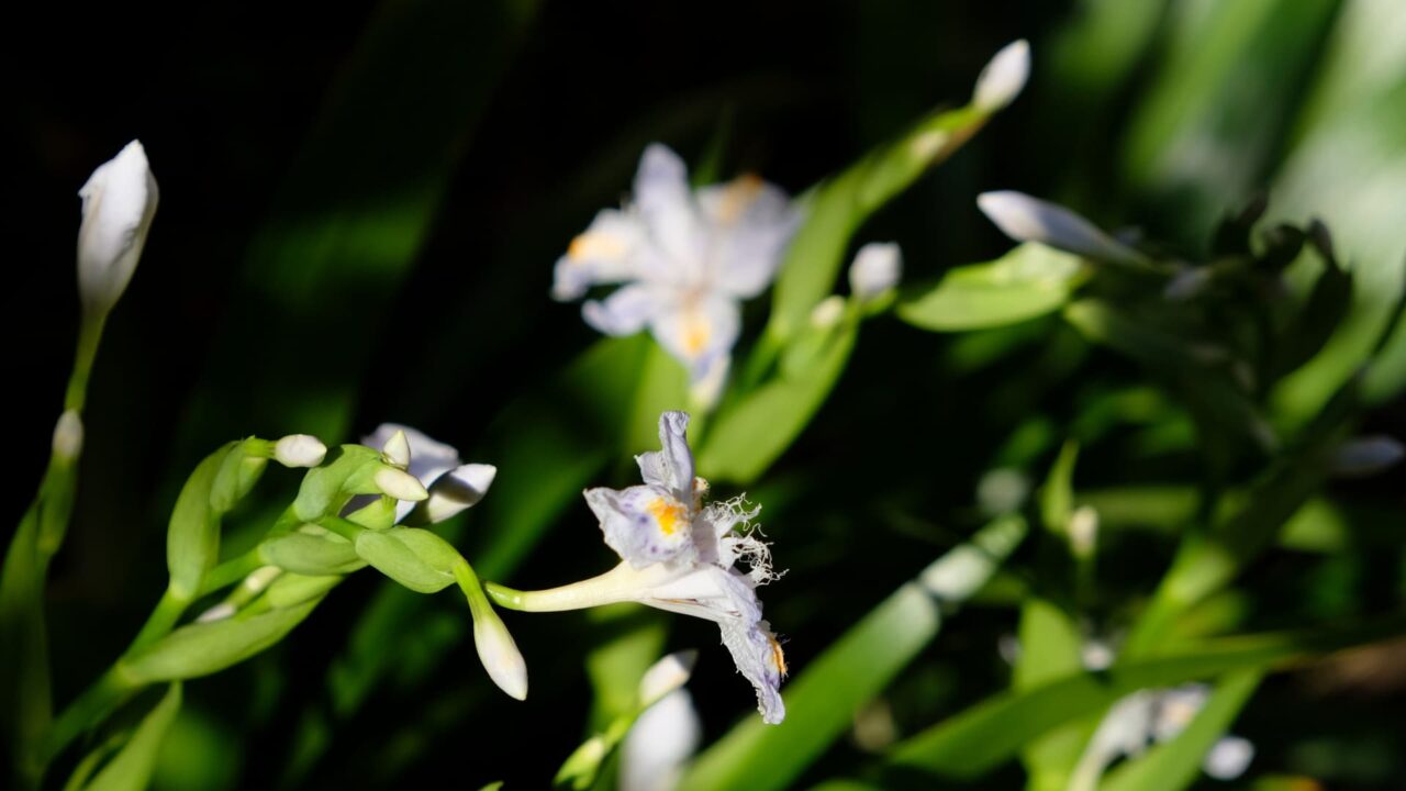 朝光の中のシャガ20190406-4