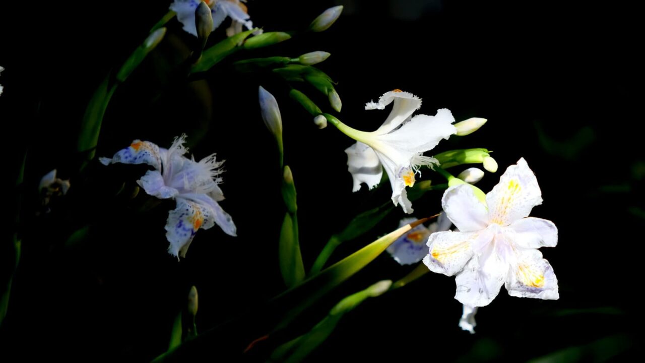 シャガの花日に向かって今日は20190409