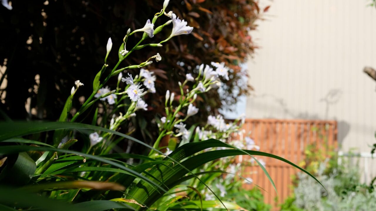 白鳥のごときシャガ20190423