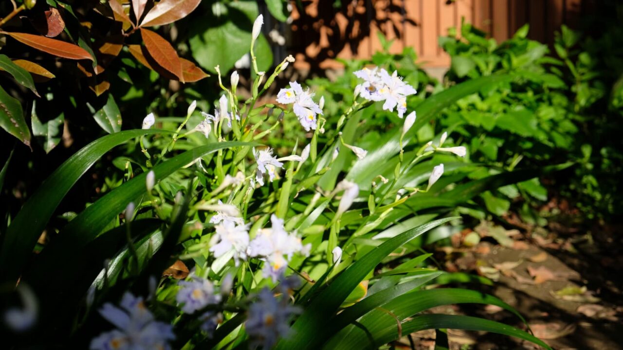 にぎやかなシャガの群20190426