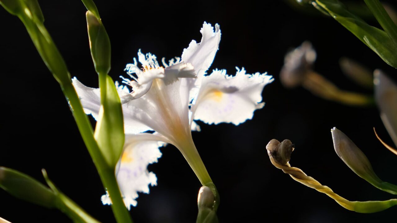 シャガ青い雄蕊201904-1