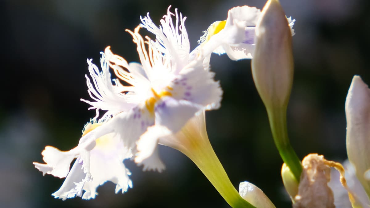 シャガ青と黄の雄蕊201904（キャッチ画像）