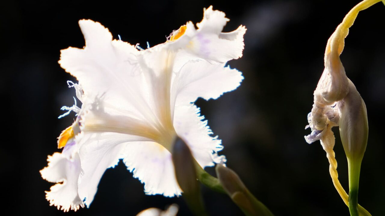 シャガ青い雄蕊201904-2