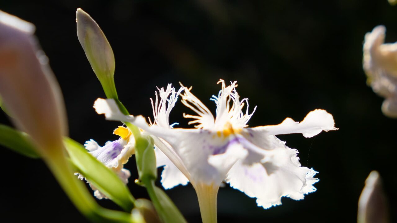 シャガ青い雄蕊201904-3