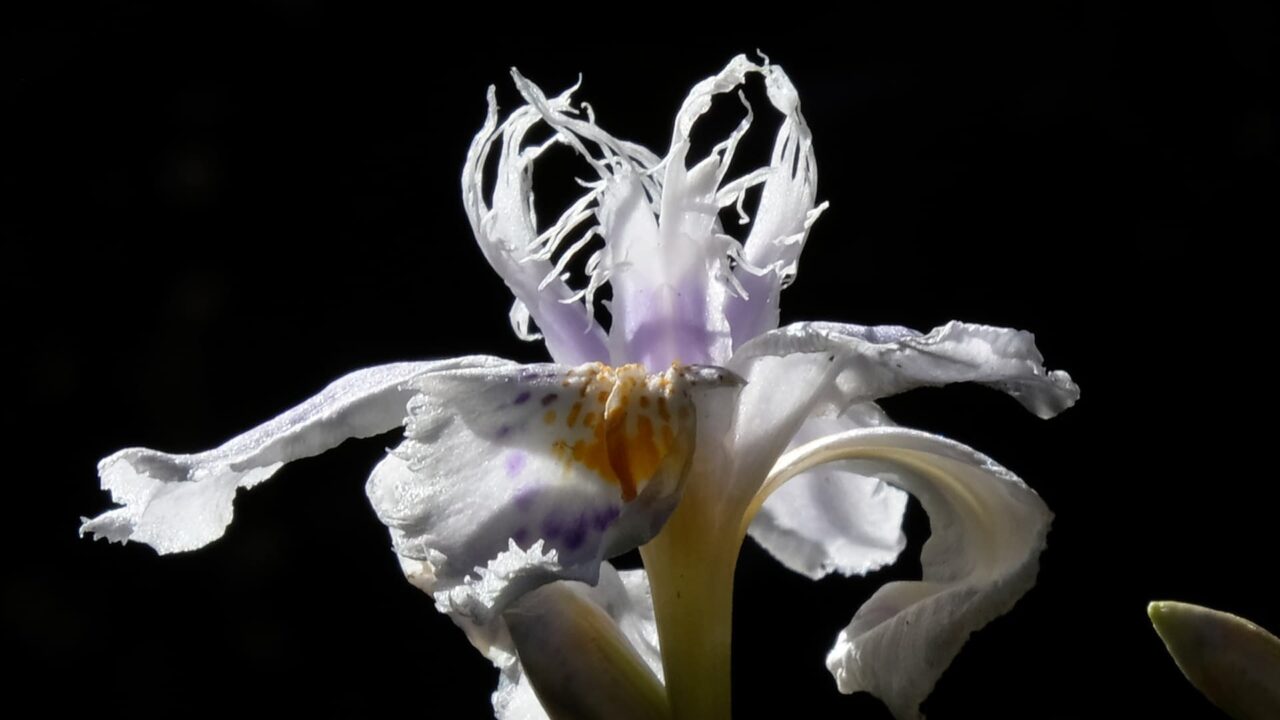 シャガの雄蕊がハートマーク201904-1