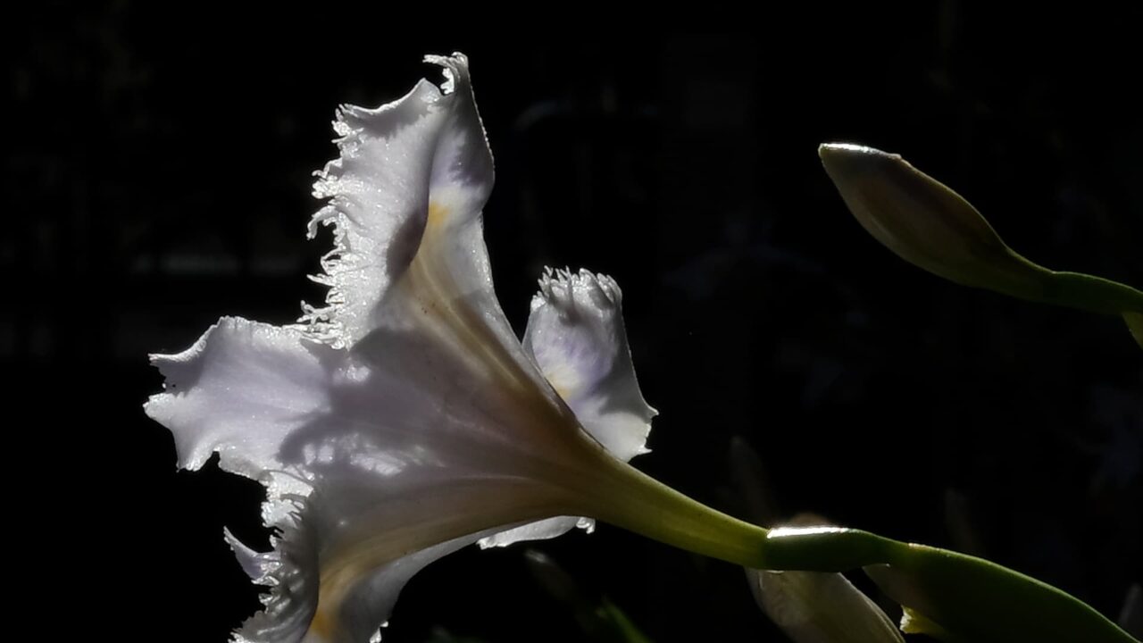 透過光の中の美しいシャガの花クローズアップ201904-2