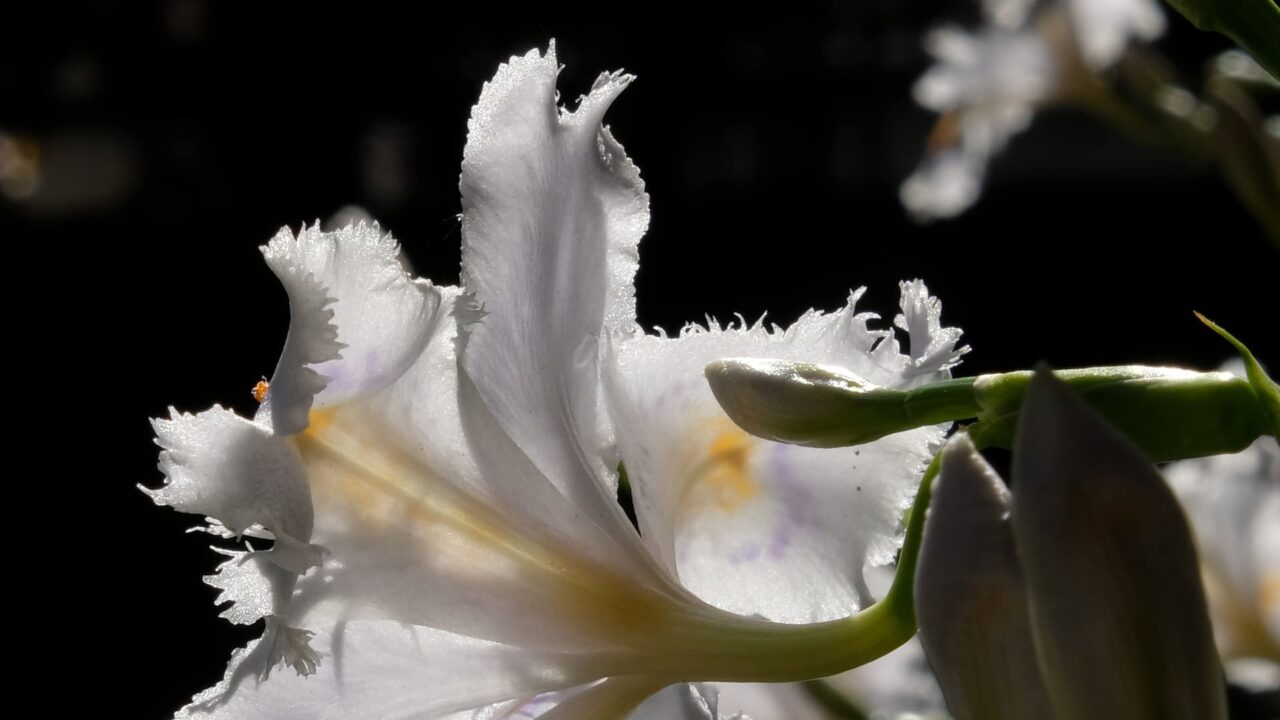 透過光の中の美しいシャガの花クローズアップ201904-3