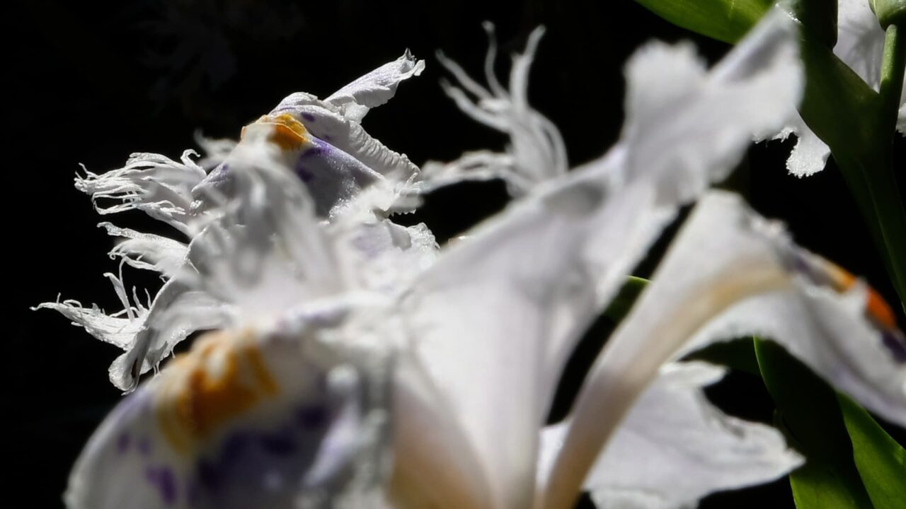 透過光の中の美しいシャガの花クローズアップ201904-4