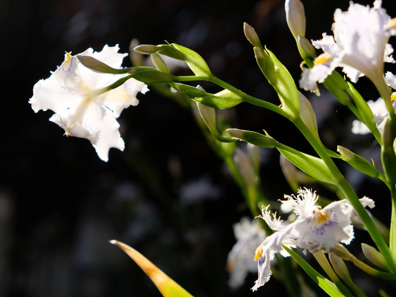 透過光の中の美しいシャガの花201904-1