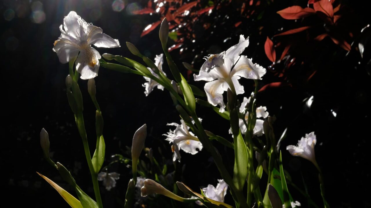 透過光の中の美しいシャガの花201904-2