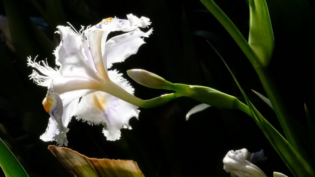 透過光の中の美しいシャガの花201904-3