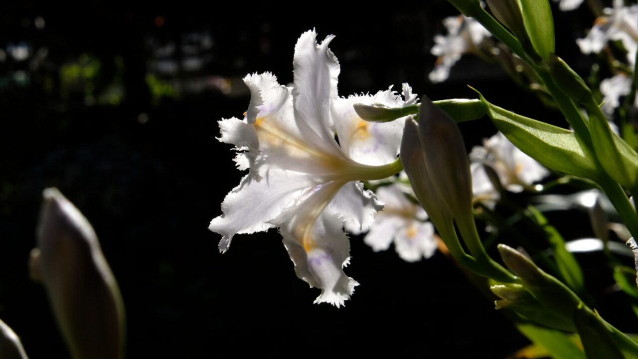 透過光の中の美しいシャガの花201904-4