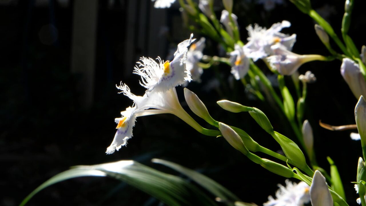 透過光の中の美しいシャガの花201904-5