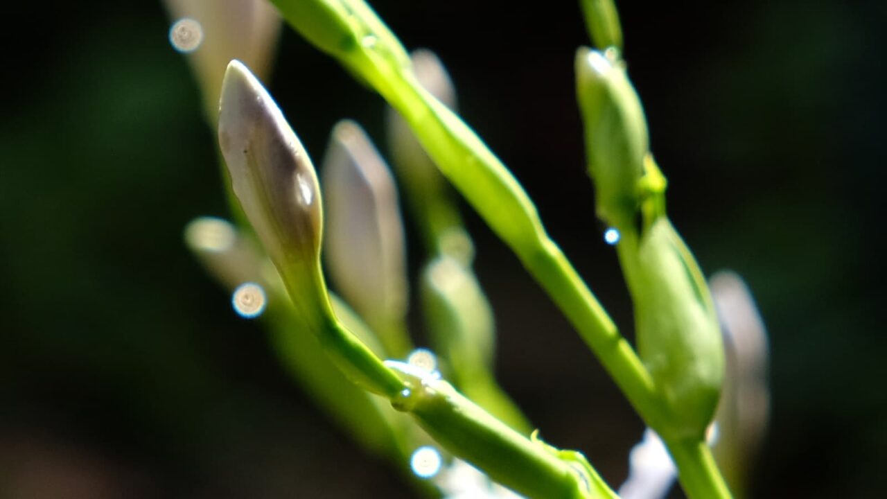 シャガとオーブ201904-2