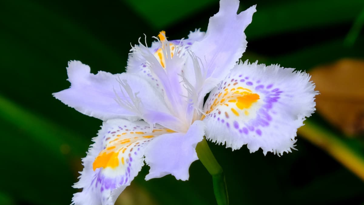 シャガ花の色彩201904（キャッチ画像）