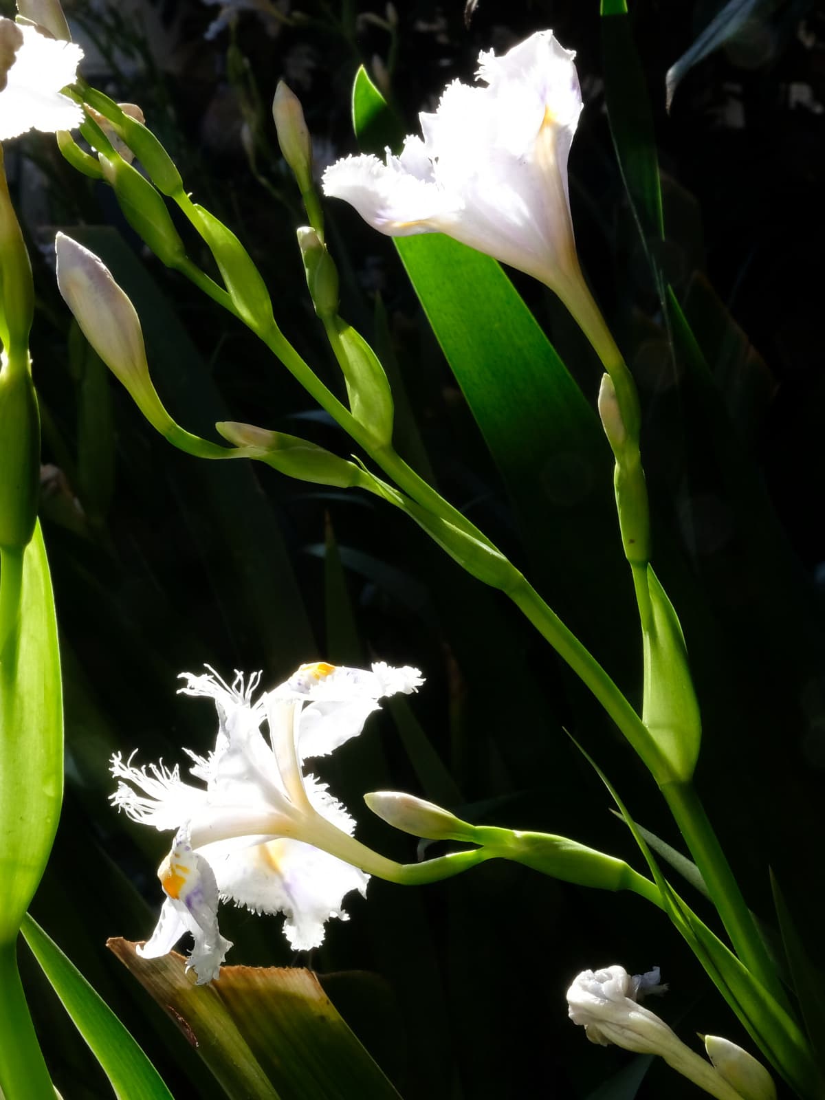 黒を背景に開きかけと開ききったシャガ201904-1