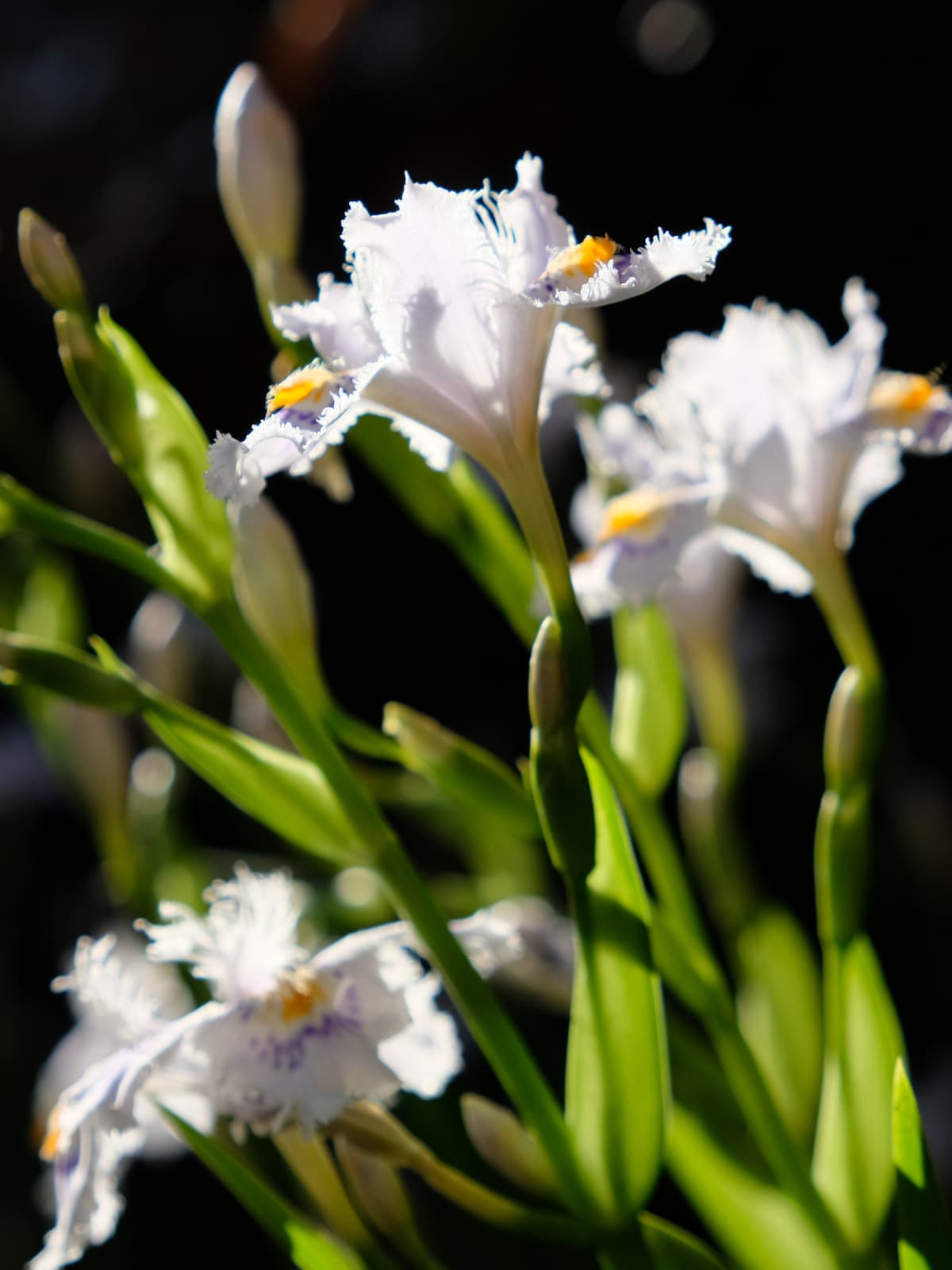 黒を背景に開ききったシャガ201904-2