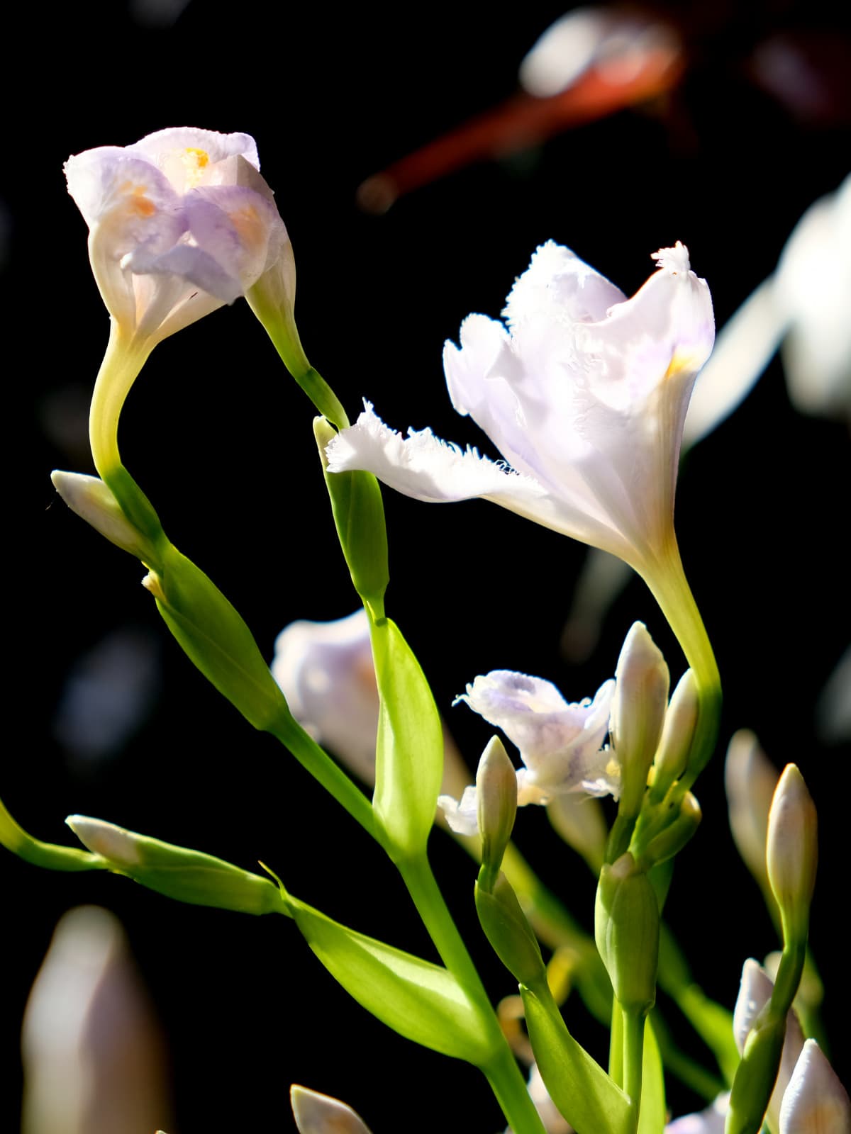 黒を背景に開きかけのシャガ201904-3
