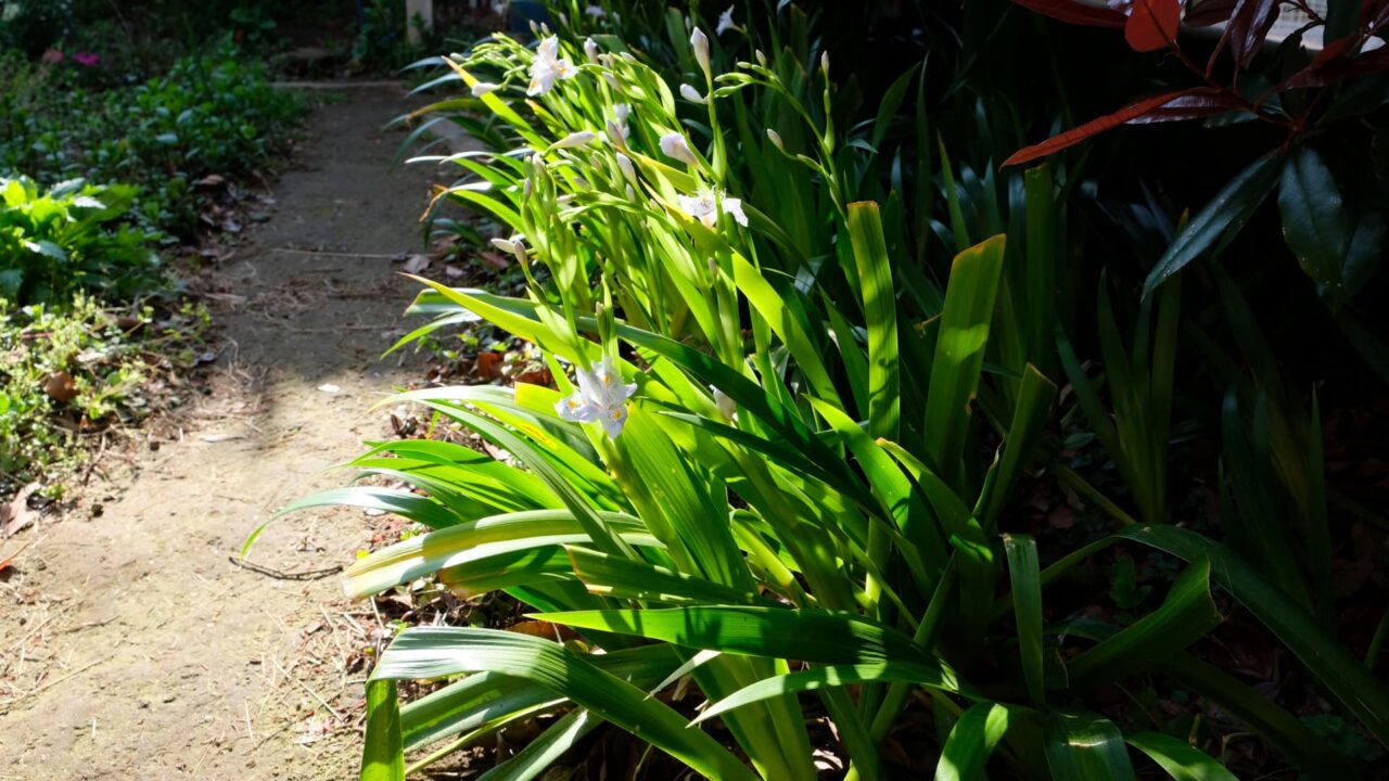 シャガ(西から俯瞰撮影)201904-1