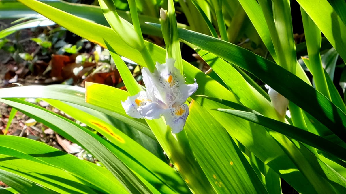 緑葉の中に浮くシャガ201904（キャッチ画像）