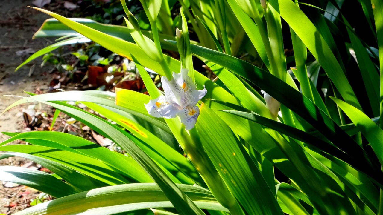 緑葉の中に浮くシャガ201904
