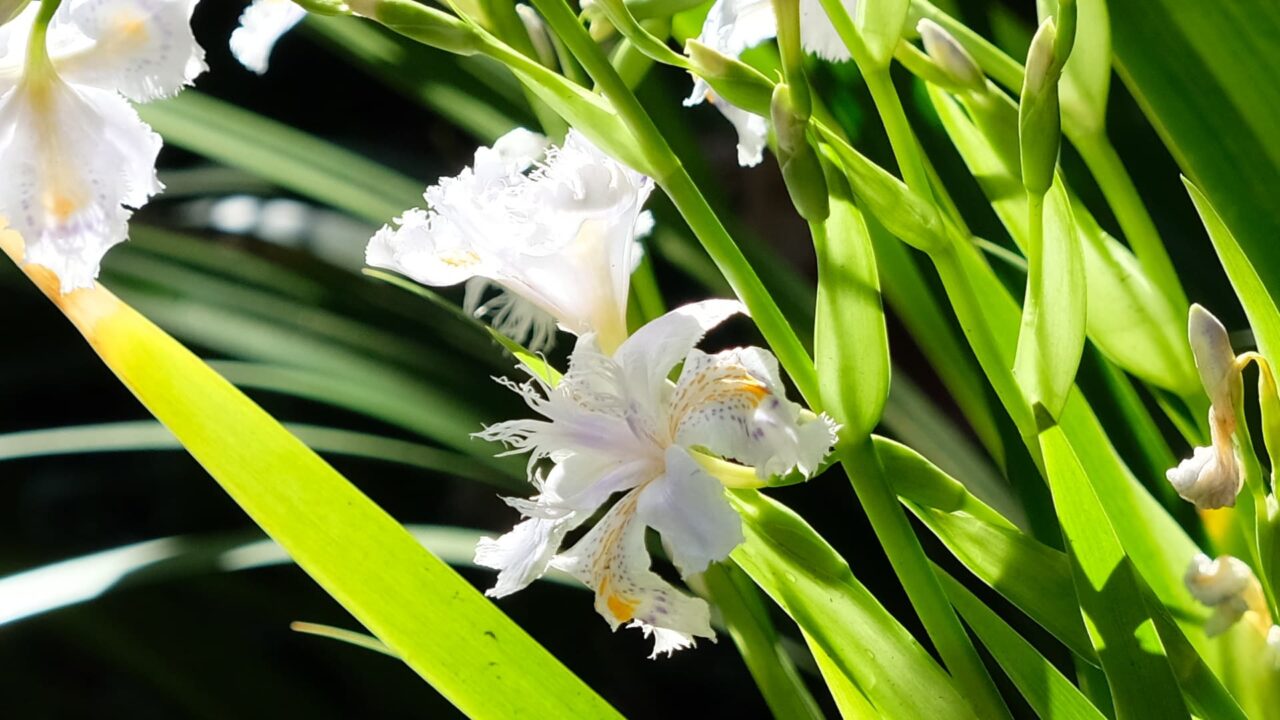 光の中で純白のシャガ201904