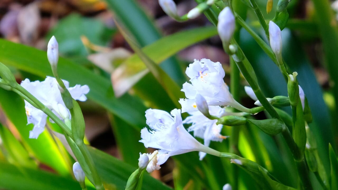 無垢なシャガ201904