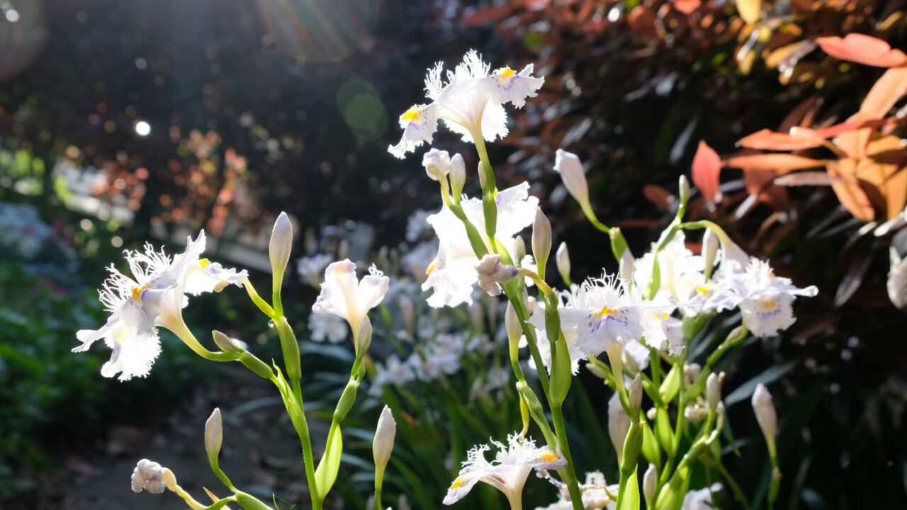 賑やかに踊るシャガ201904