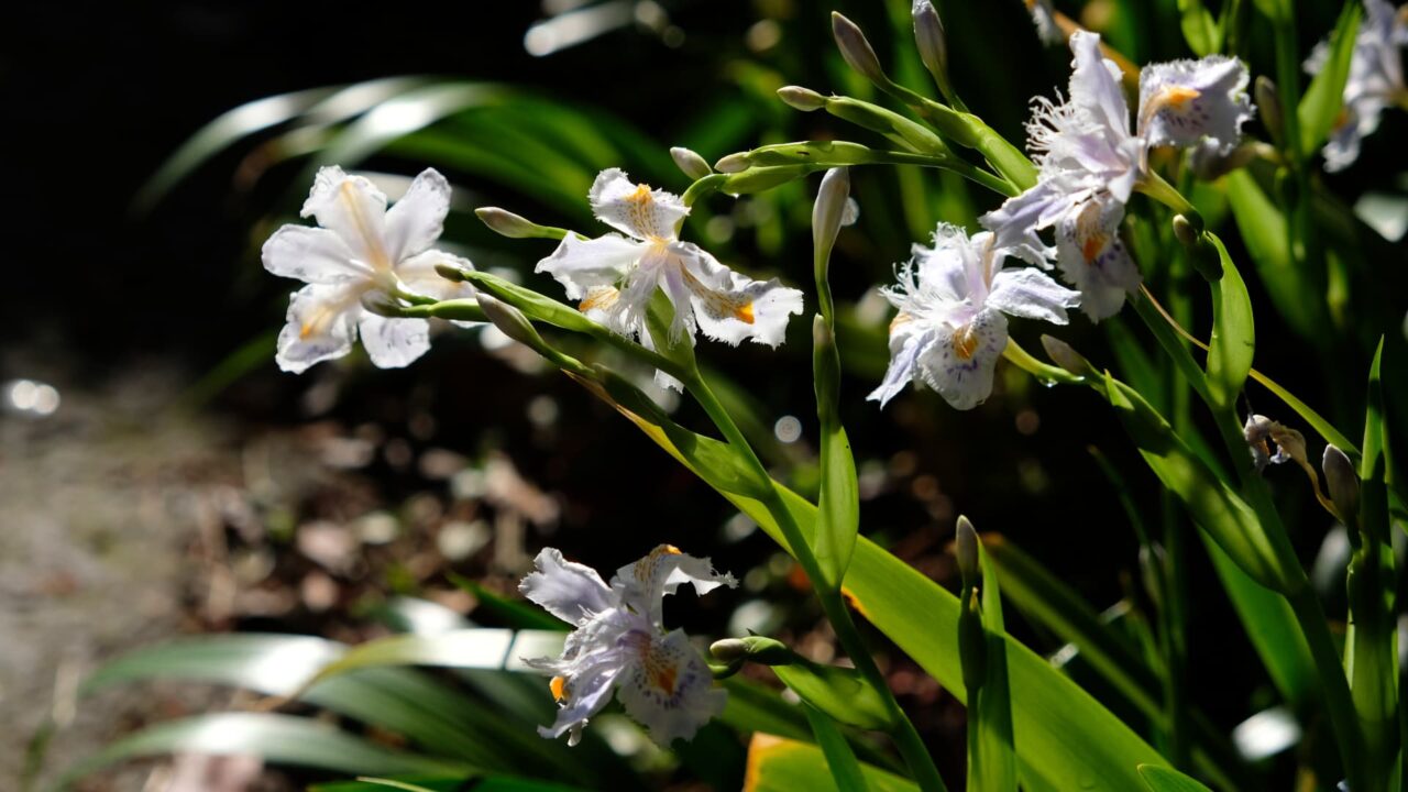 透過光の中のシャガ201904