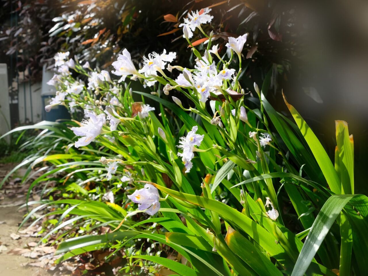 シャガ(西から俯瞰撮影)201904