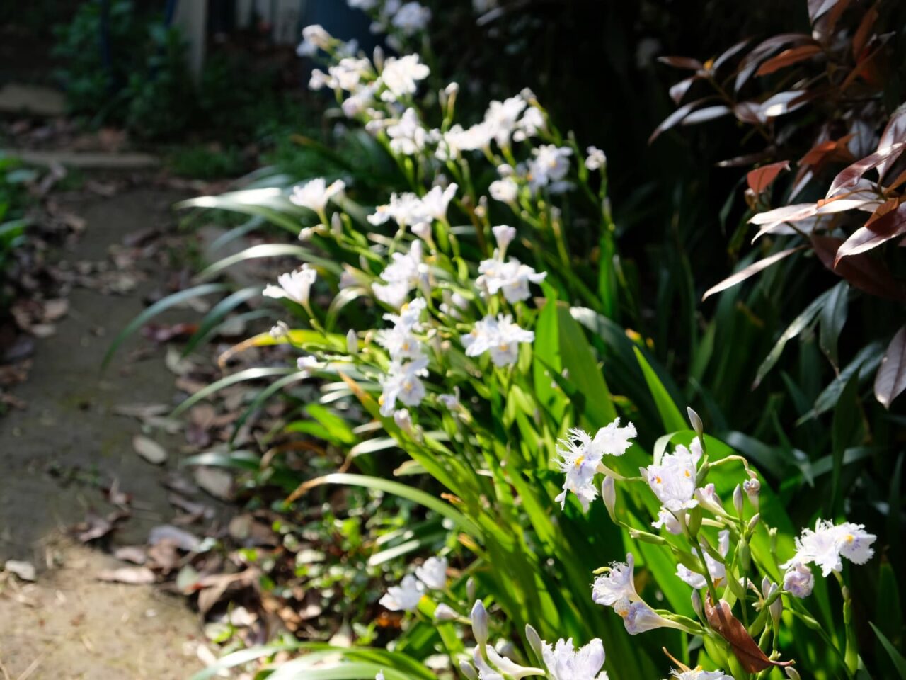 シャガ(西から俯瞰撮影)201904-2