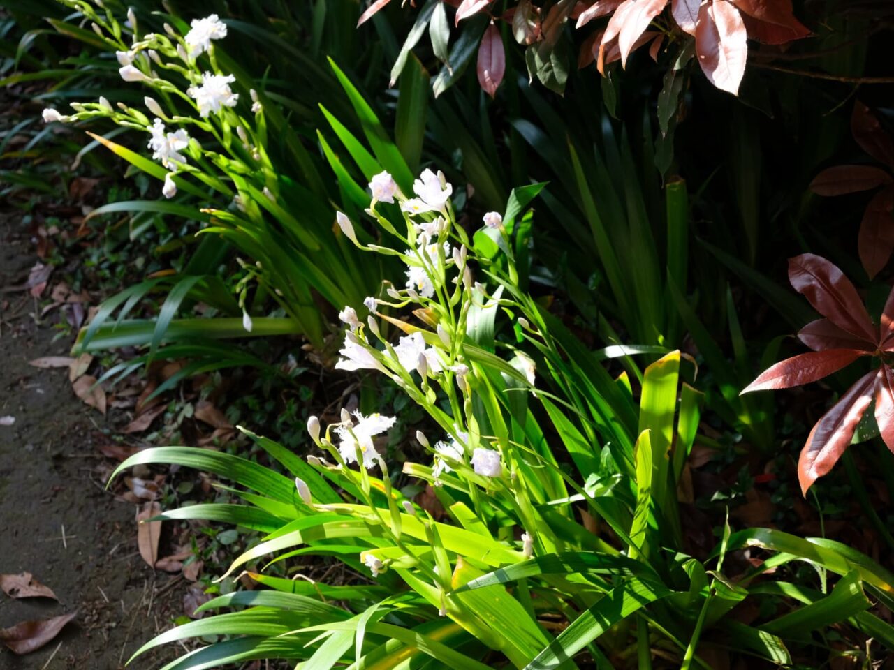 シャガ(西から俯瞰撮影)201904-3