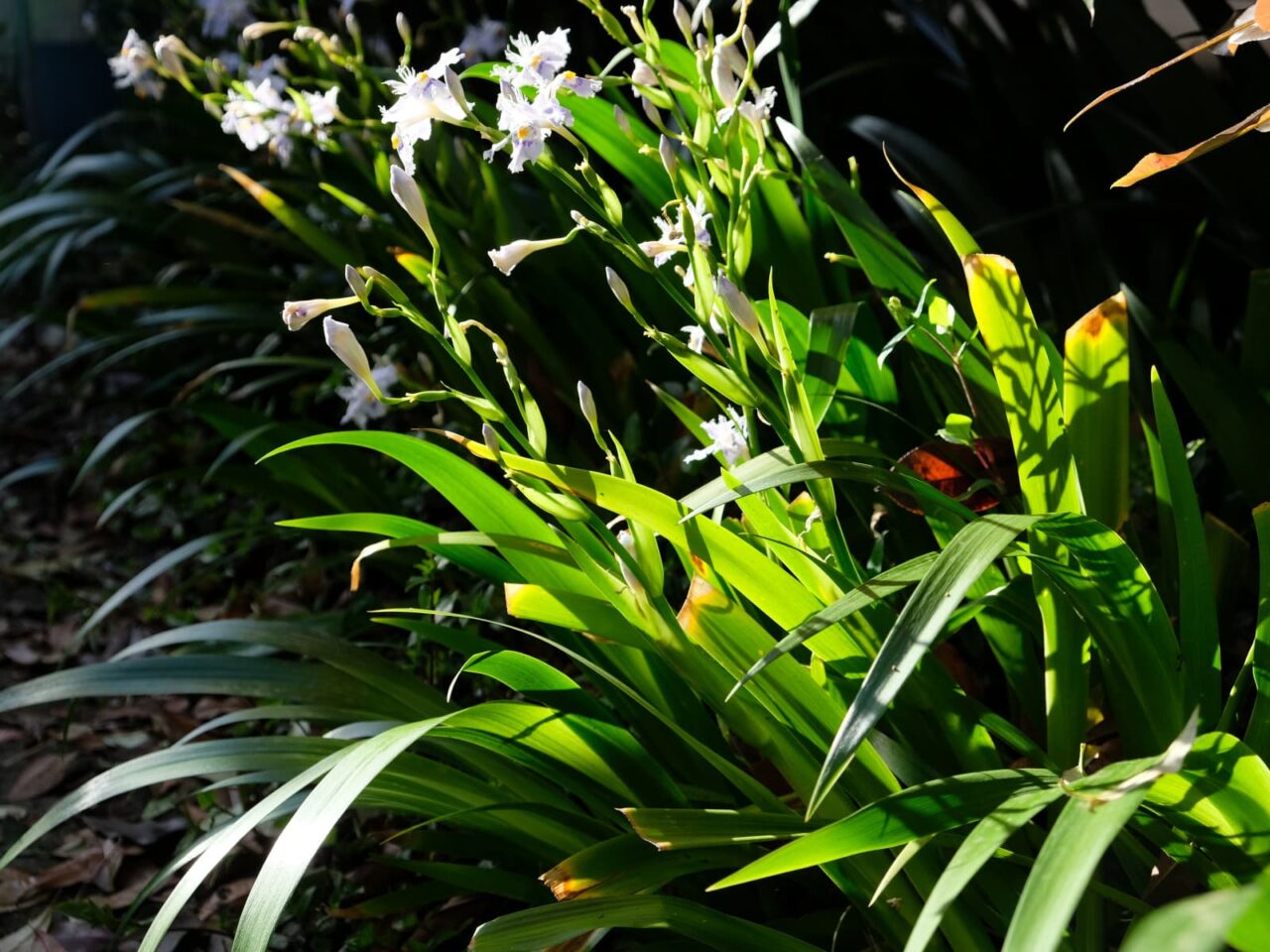 シャガ(西から俯瞰撮影)201904-4