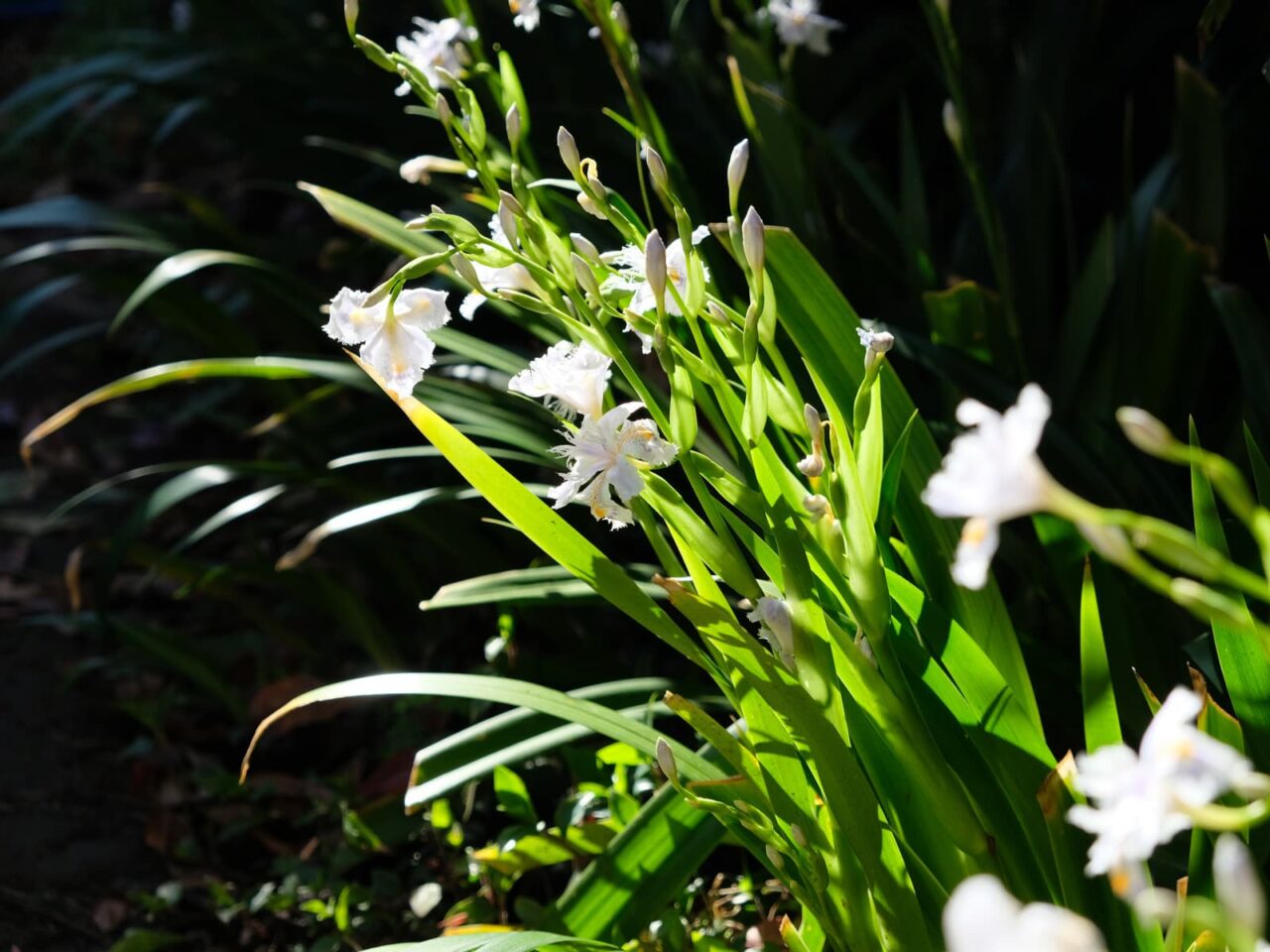 シャガ(西から俯瞰撮影)201904-5