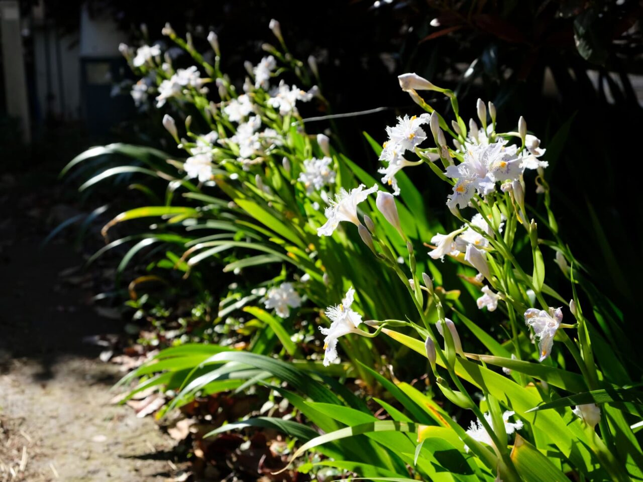 シャガ(西から俯瞰撮影)201904-6