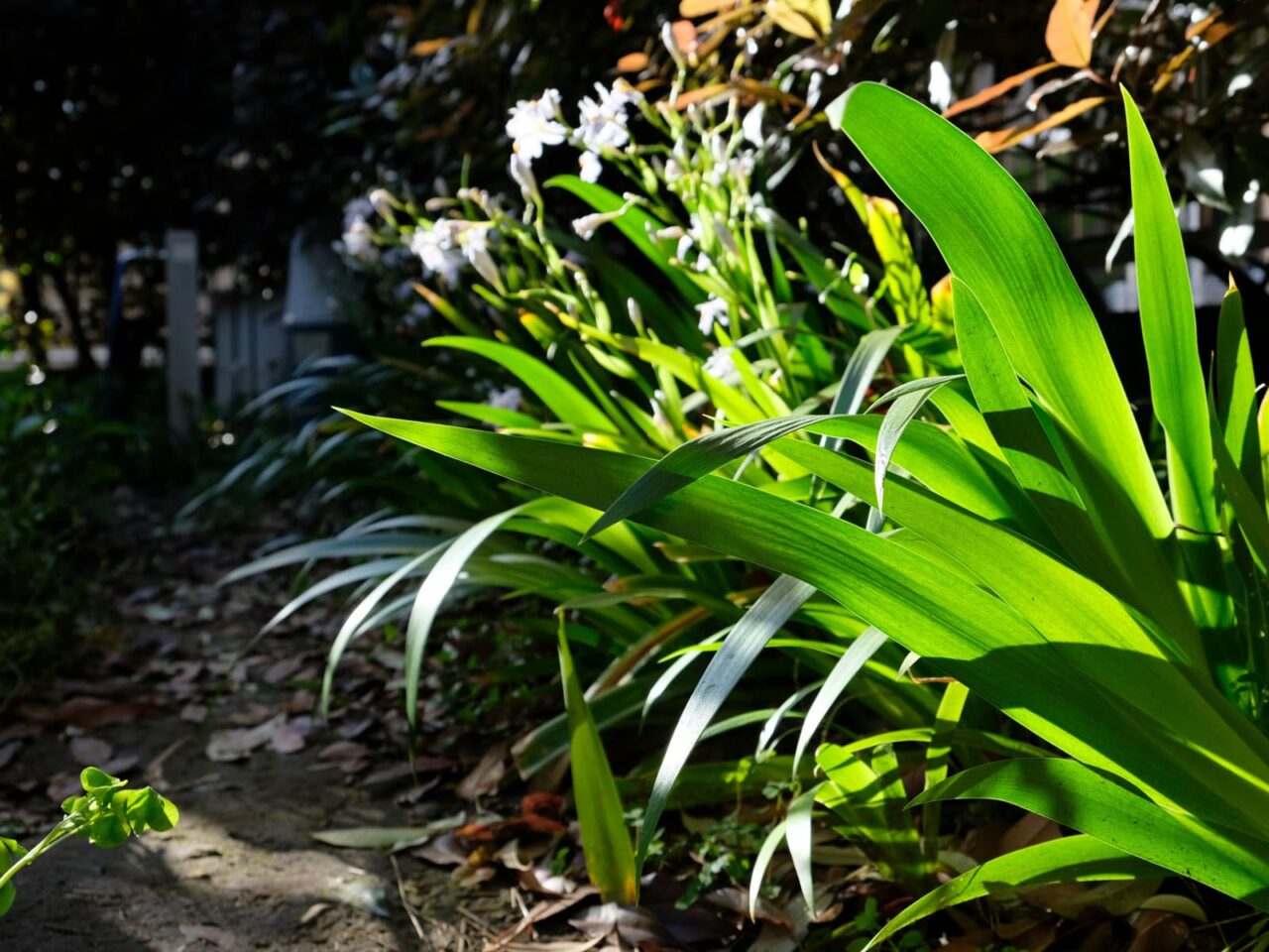 シャガ(西から俯瞰撮影)201904-8