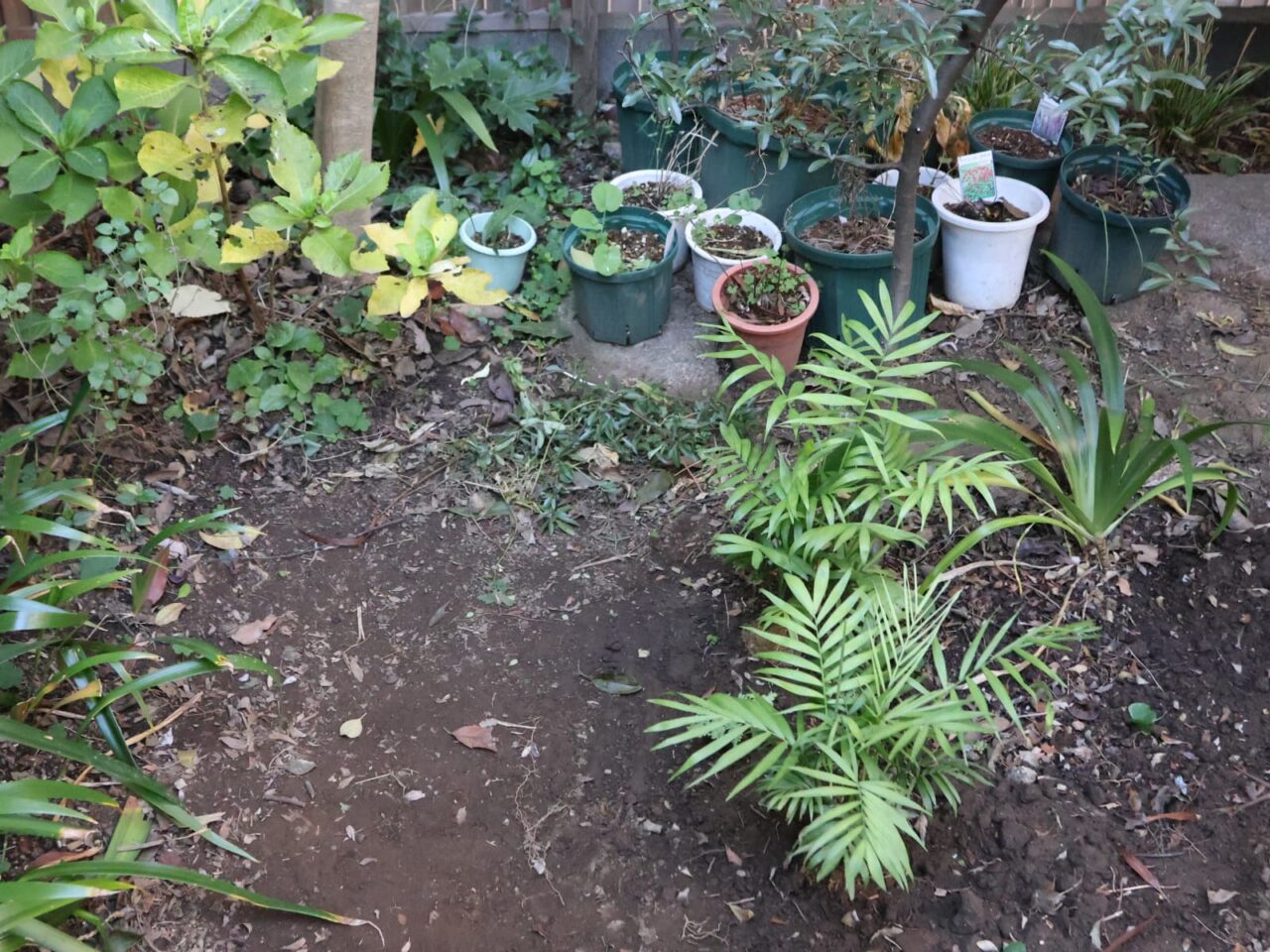 テーブルヤシ２つと奥にセローム202512