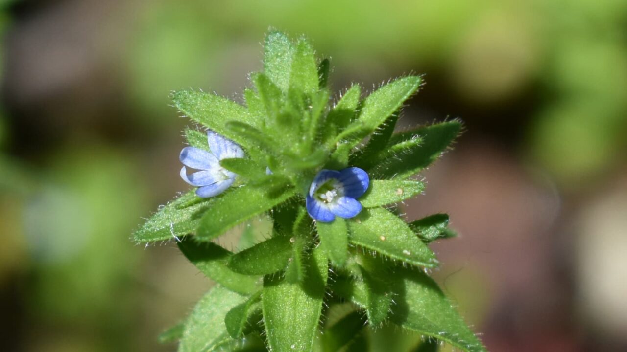 タチイヌノフグリの花（接写）202004-1