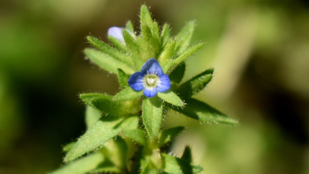 タチイヌノフグリの花（接写）202004-2