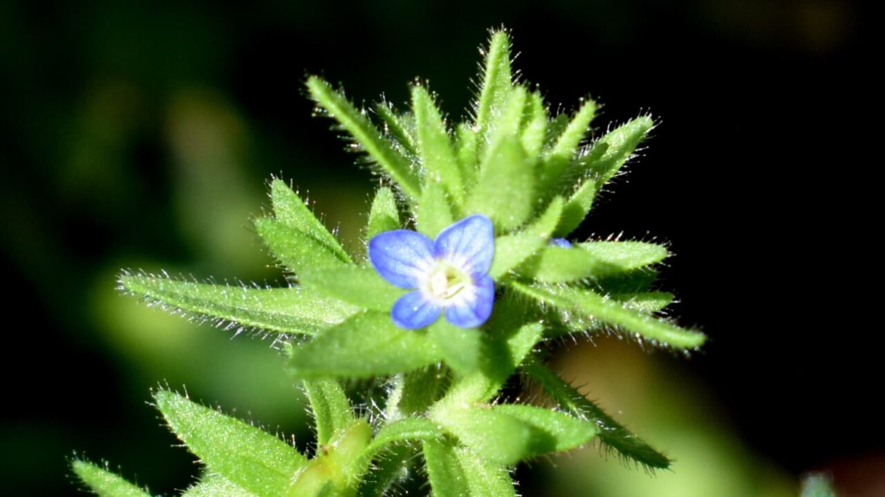 タチイヌノフグリの花（接写）202004-3